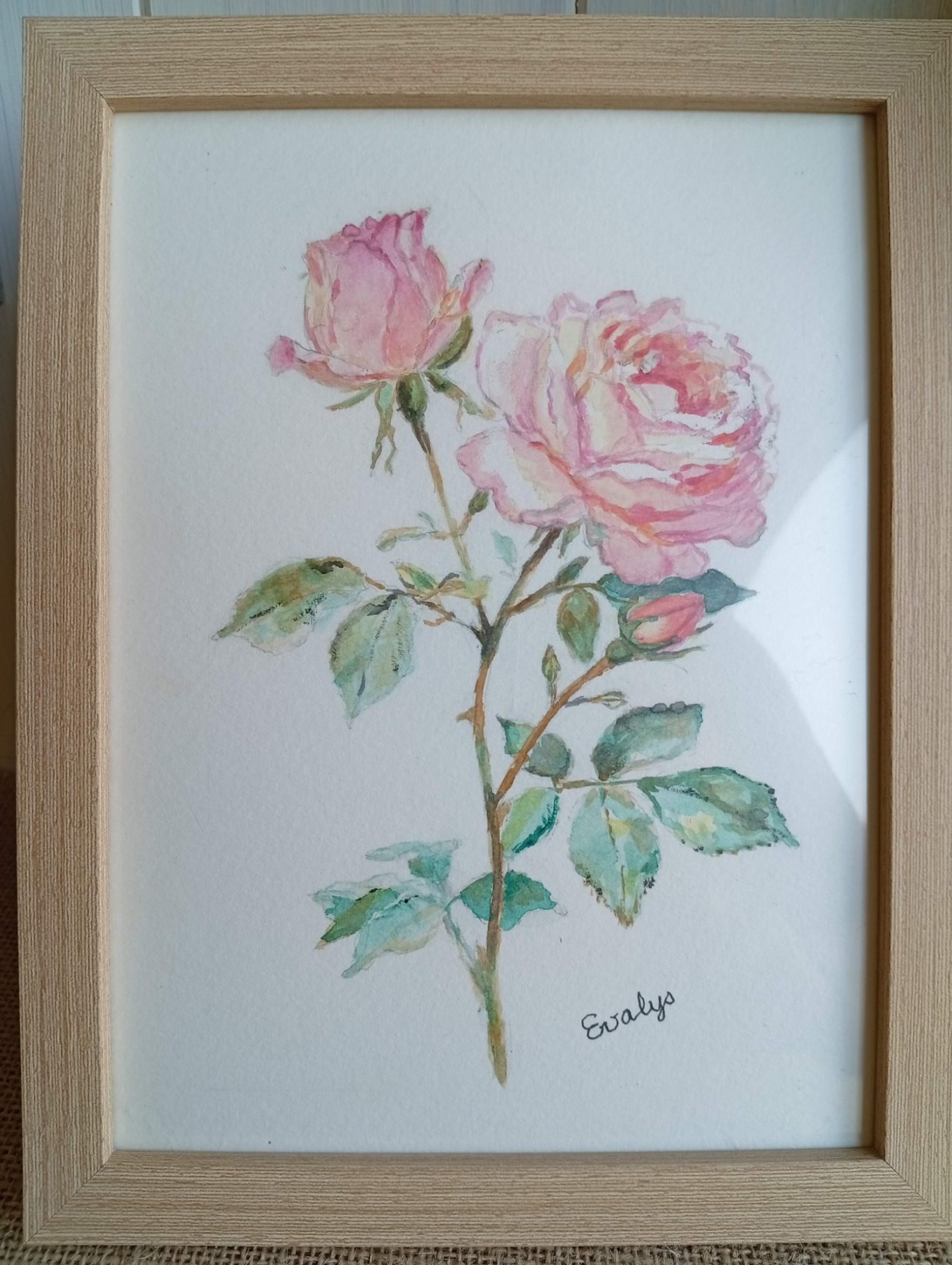 Premières roses Premières roses