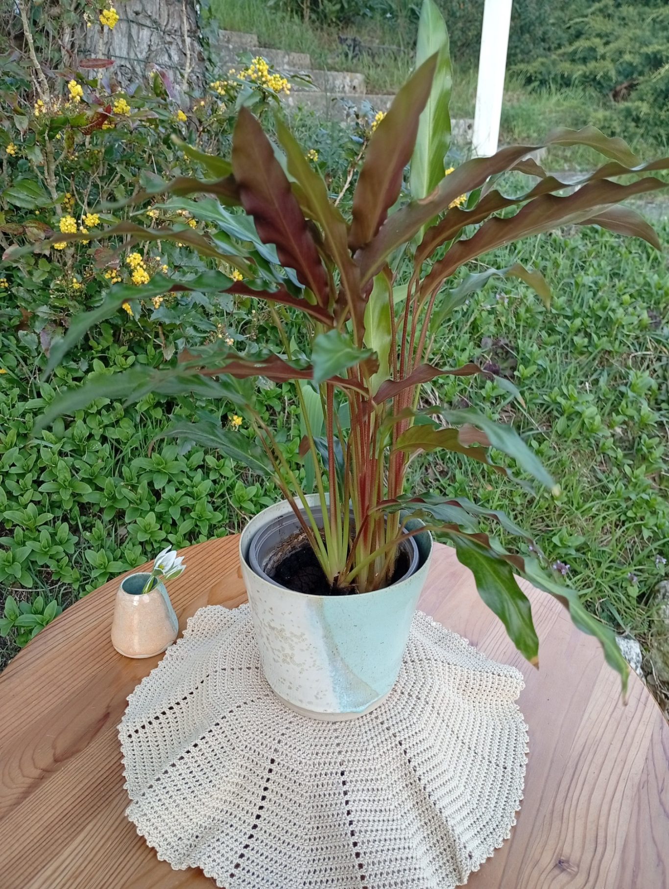 Cache-pot Lagon