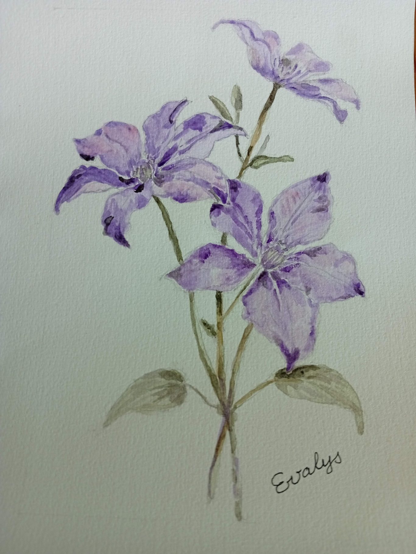 Clématites violettes Clématites violettes