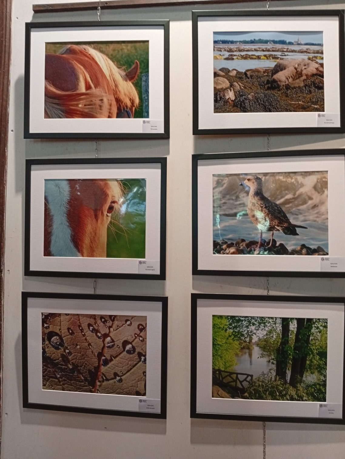 Photos de l'association Passion Photos (Ecuries)