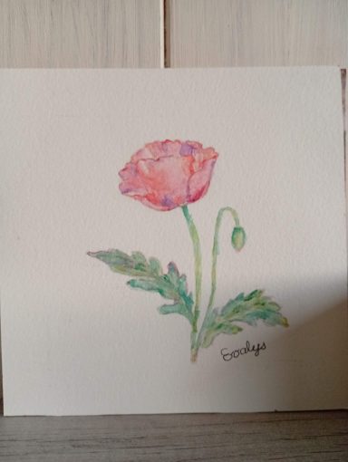 Coquelicot